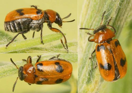 Macrolenes dentipes
